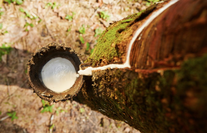 tin cao su ng&agrave;y 22/09